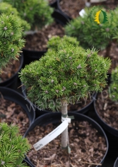 Sosna kosodrzewina 'Teeny' Pa